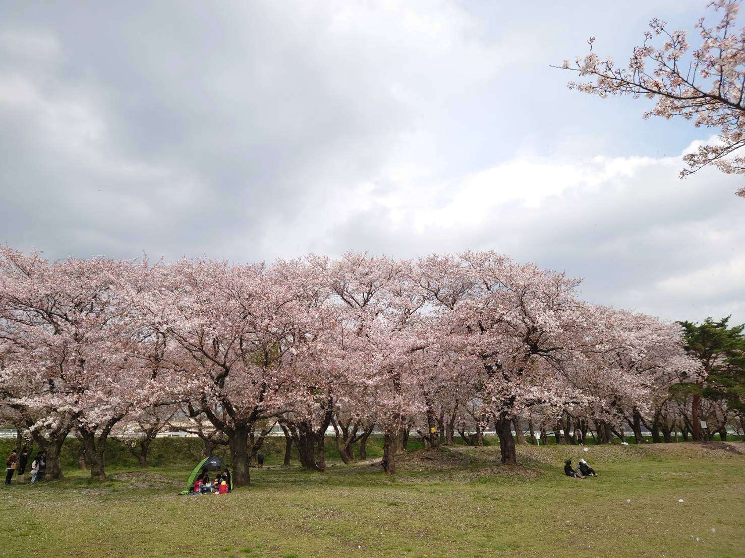 🌸桜を見て来ました❕☺