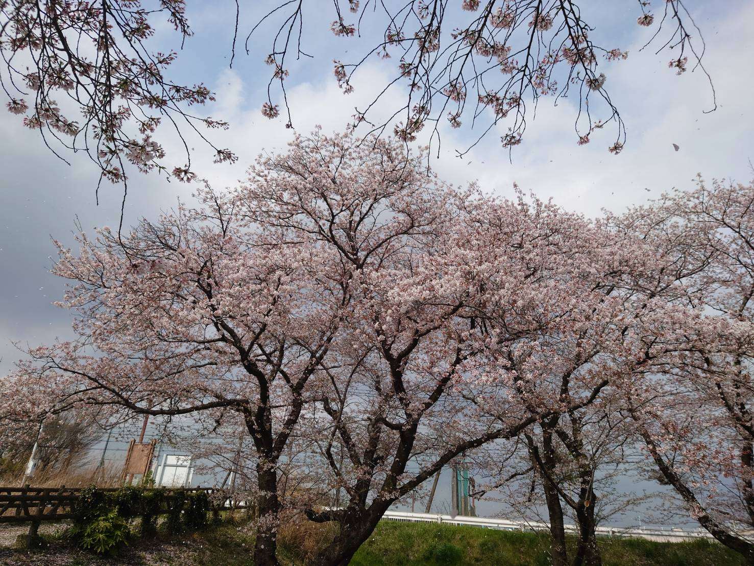 🌸桜を見て来ました❕☺