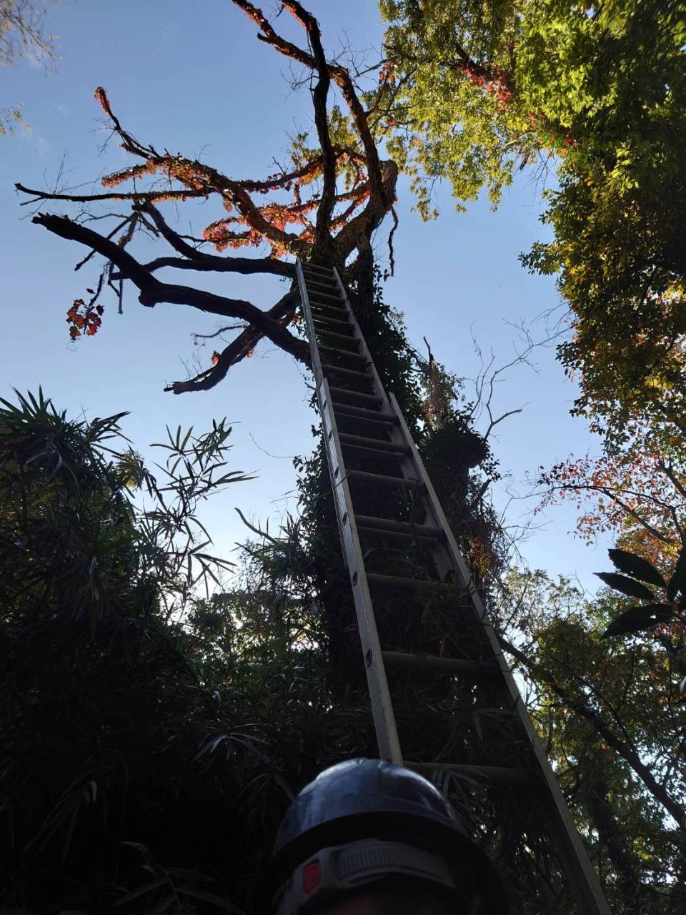 本日は、神奈川県の逗子市の公園で老木の伐採作業を致しました❕